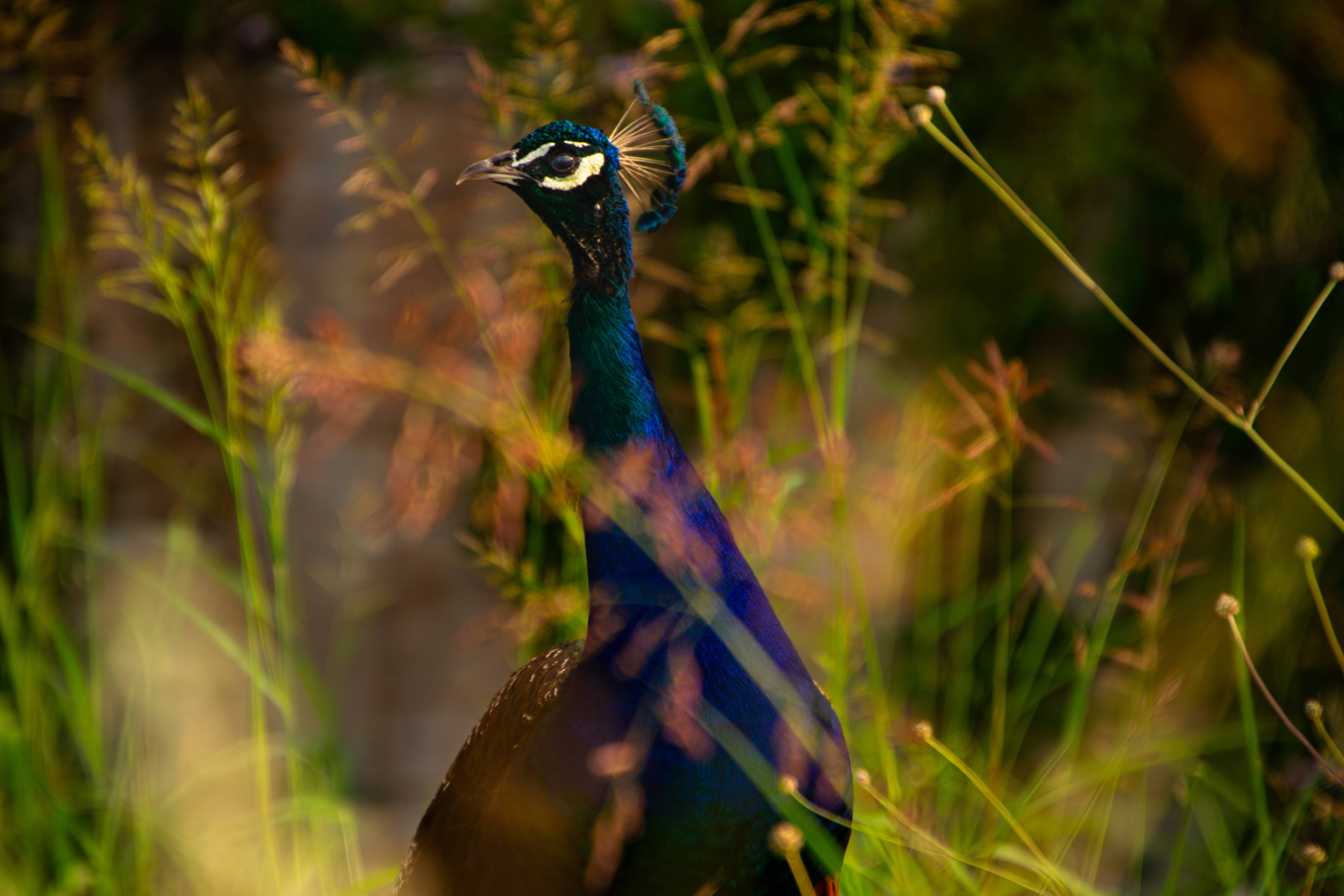 Winged DSC_0201-Enhanced-NR-2