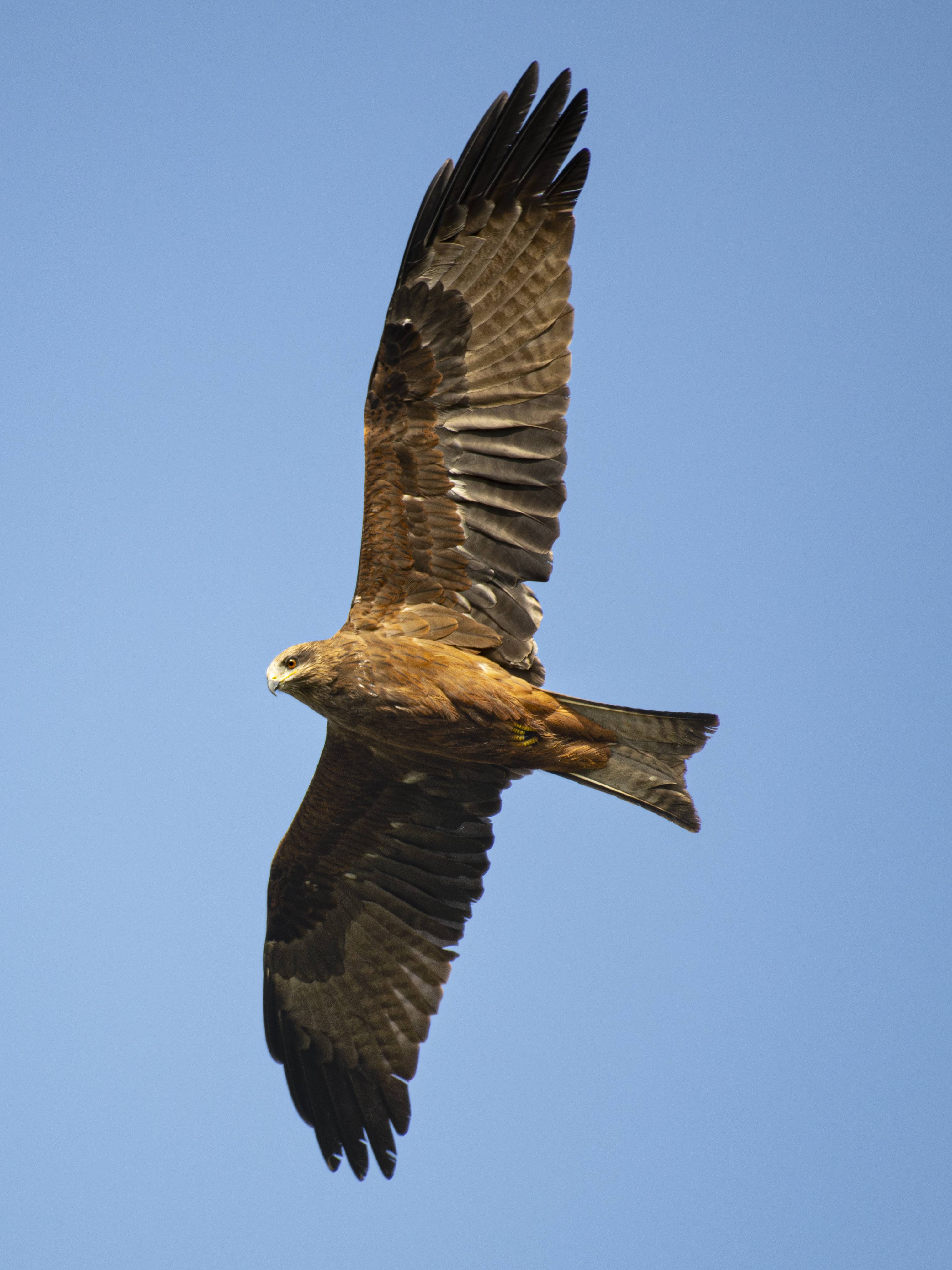 Crowd moving through a morning market