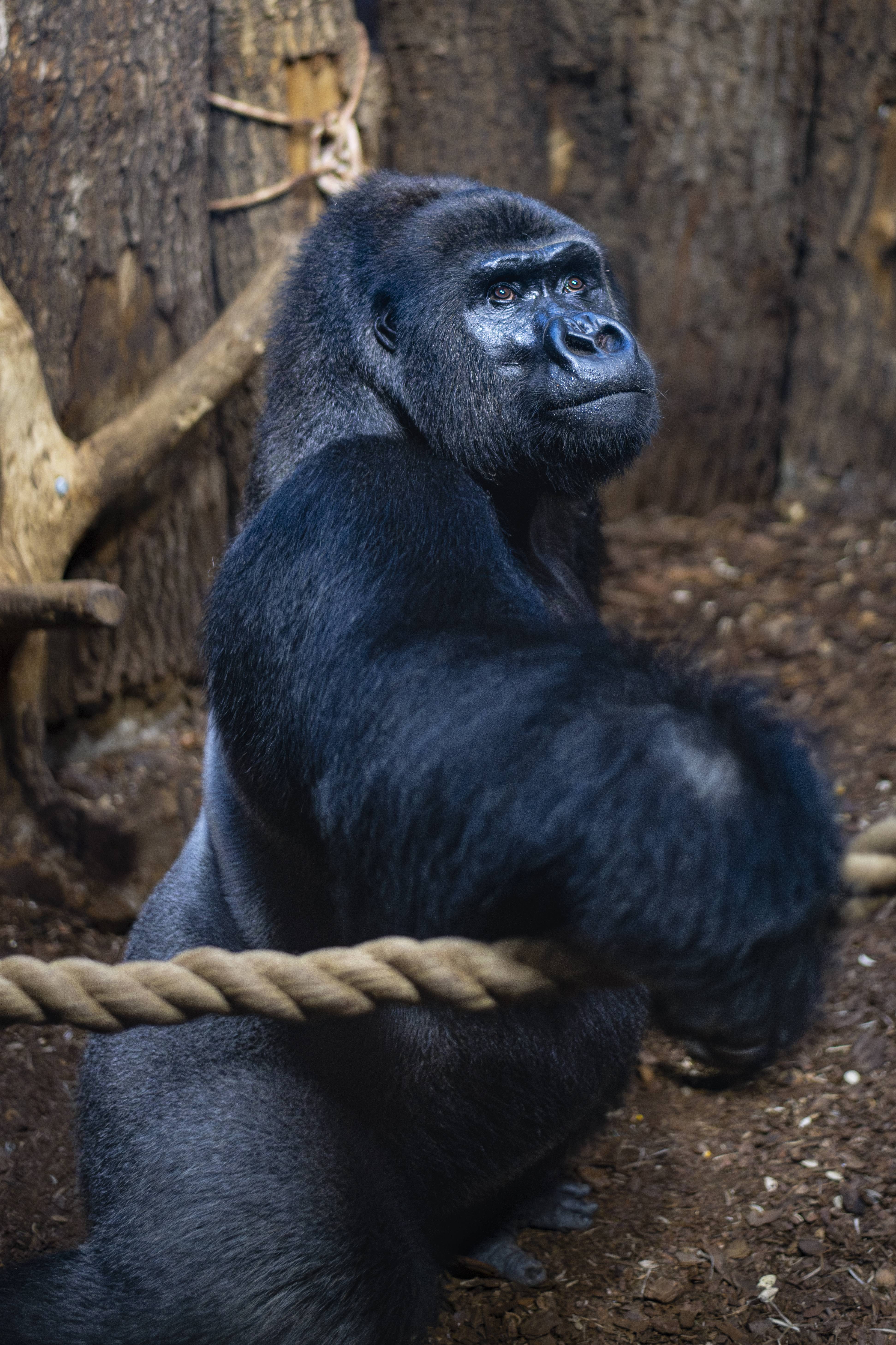 Bald eagle soaring with wings spread
