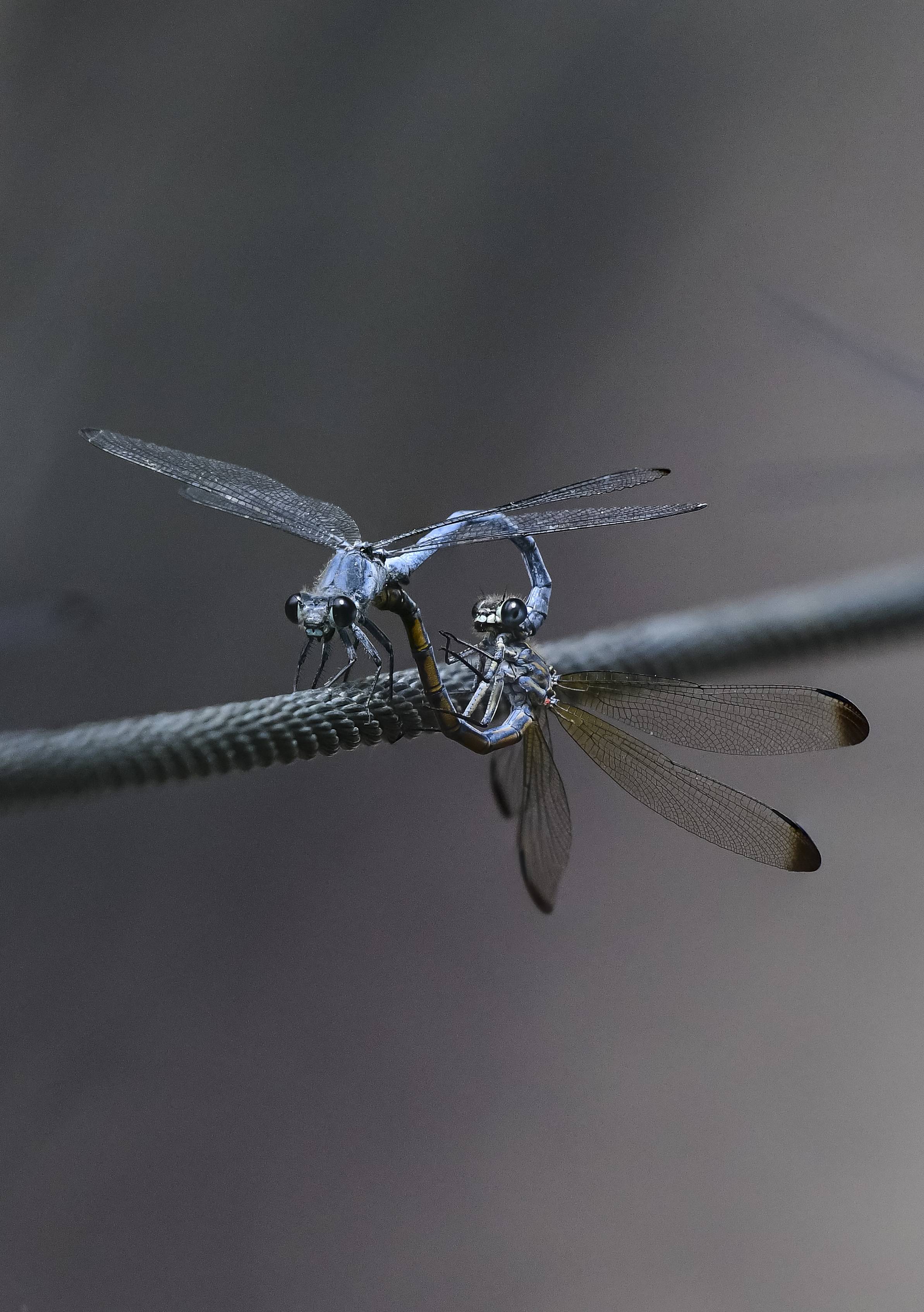 Macro of dewdrops on a blade of grass
