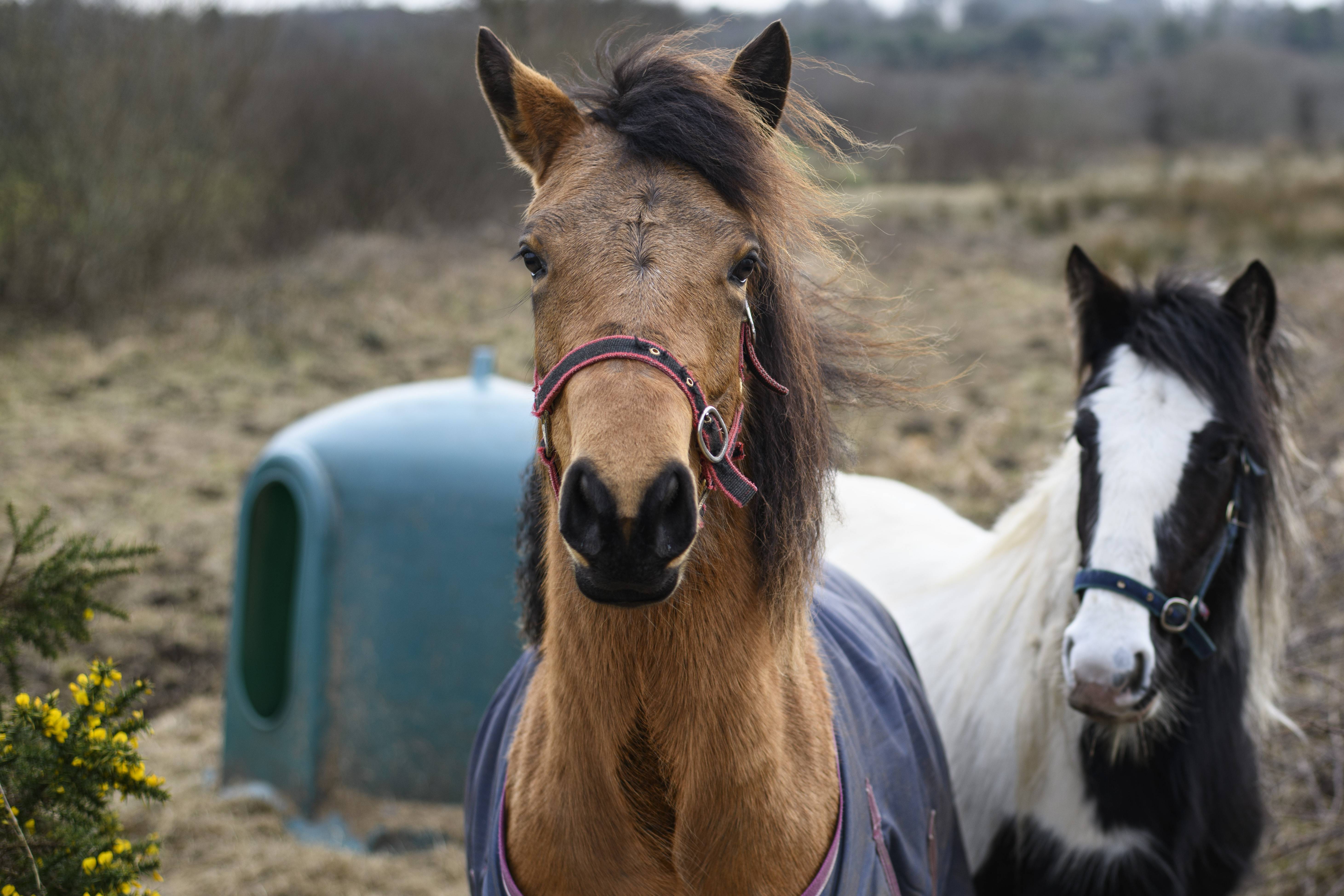 A lynx looking straight into the camera