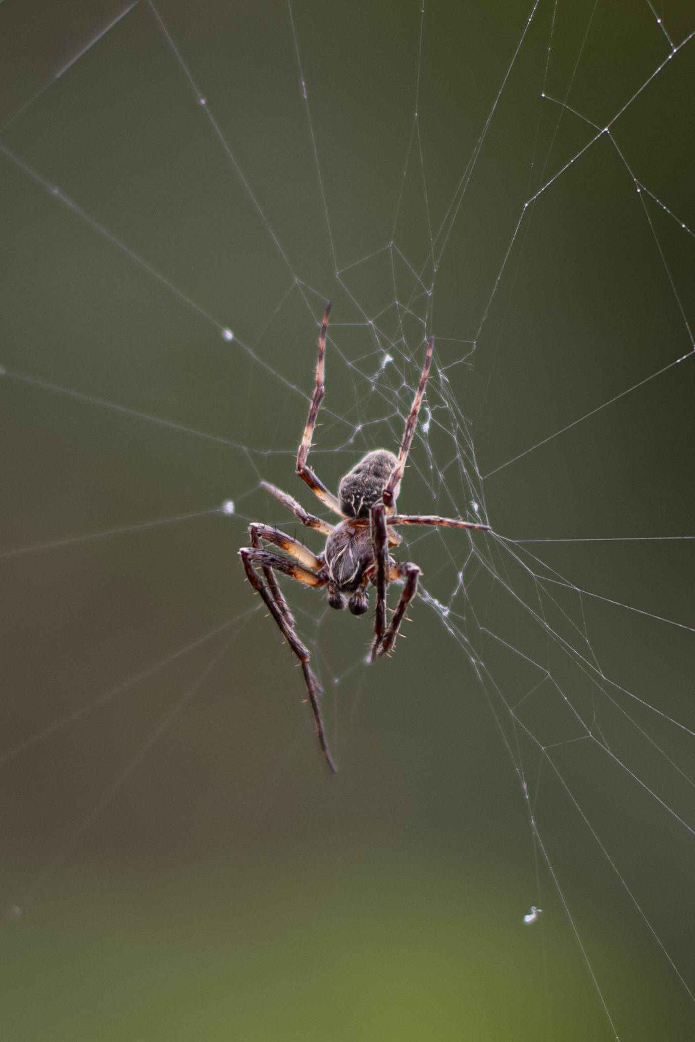 Close-up of leaf vein patterns