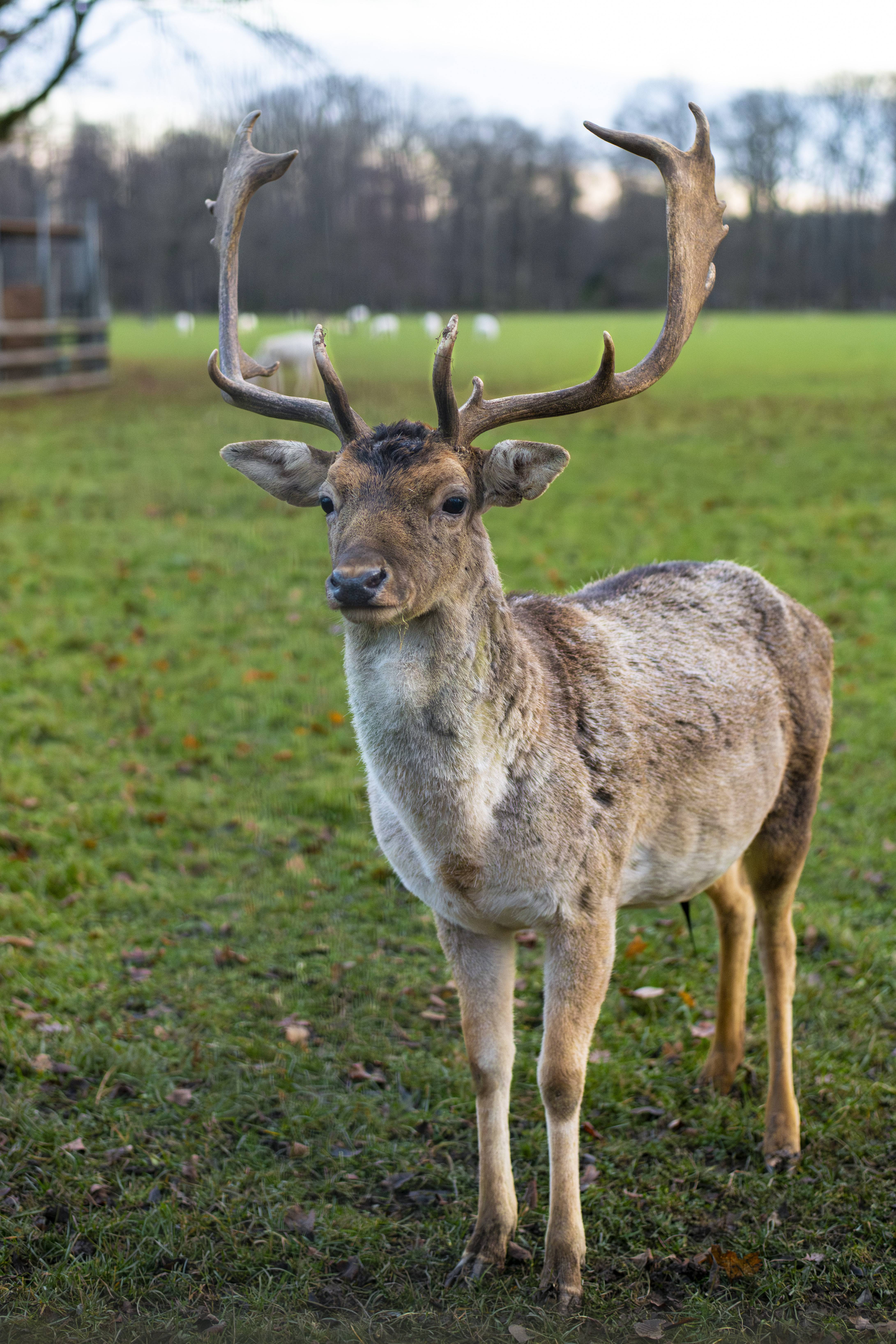 Camel caravan silhouettes at sunset