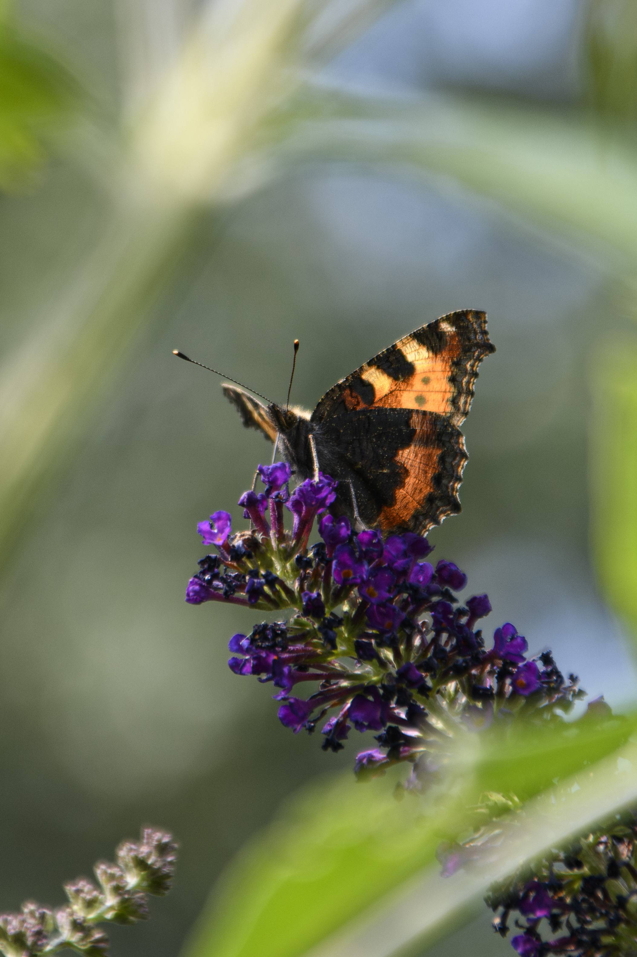 Macro of bee collecting pollen